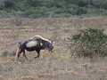 black wildebeest of witstaartgnoe