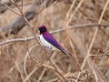 grietjies nature reserve : violet backed starling