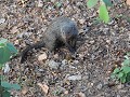 mongoose met mestkever (donguebeetle fun)
