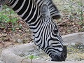 ook de zebra's komen uit de hand eten, maar dan mo