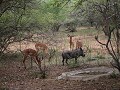 impala en warthog samen aan het waterputje