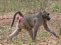 leader of the baboon gang : wat leg jij in mijnen 