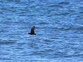 oystercatcher met afgebleekte rode bek raar...