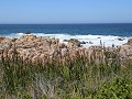 kleinmond langs het clifpath, rare mix riet vlakbi