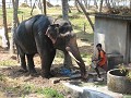 Hoe een dorstige olifant laven ... ;-) Proost!