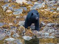 Schwarzbär auf Vancouver Island auf des Suche nach