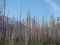 Waldbrände haben grosse Teile des Gebietes für vie