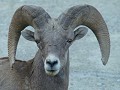 Bighorn Sheep (Grosshorn Schaf)