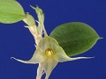 Orchideen im Botanischen Garten Lankester, in Para