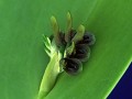 Orchideen im Botanischen Garten Lankester, in Para