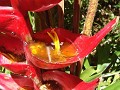 Helikonia im Botanischen Garten von Lankester, Oro
