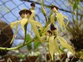 Orchidee im Bot. Garten von Lankester