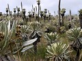 Frailejones und Achupallas, eine Kaktusart mit sei