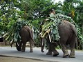 Elefanten tragen ihre eigene Nahrung nach Hause.