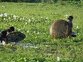 junge Mädchen beim Fischen mit einfachen Reiskörbe