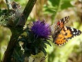 Schmetterling, Distelblume und Biene auf dem Gestu