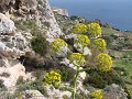 Steilste Küste von Gozo.