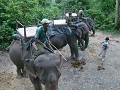 Die Elefanten machen sich bereit für die Pirsch na