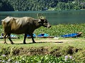 Am See von Pokhara. Hyazinten und Wasserbüffel.
