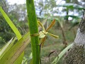 Wilde Orchiden werden immer seltener und im dichte