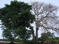 Ein spezieller Ceibo-Baum. Die eine Haelfte gruen,