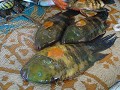 Papageienfisch zum Verkauf. Fischmarkt in Mutrah.