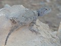 Die in Oman heimische Eidechse (trapelus flavinmac