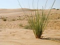 Die Rub al-Khali Wüste.