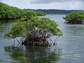 So schoen koennen Mangroven Inselchen sein.