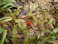 Der Red Frog, so genannter Strawberryfrog, oder Er