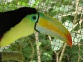 Der Tucan multicolores