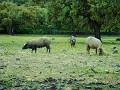 Die Schwarzfussschweine der Extremadura.
