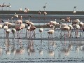 Flamingos beim Natronsee.