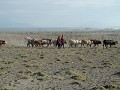 Viehherde der Massai im Natronsee-Delta.