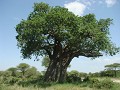 Ein Baobab Baum (Affenbrotbaum.) Wird bis 3000 Jah