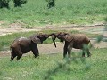 Zwei junge Elefanten spielen. Manyara National Par