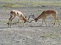 Der Gewinner bekommt die 3 dutzend Weibchen.