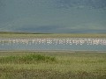 Flamingos beim Manyarasee.