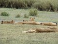 Eine Löwenfamilie ruht sich aus.