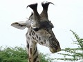 junge Giraffe mit den noch typischen Büscheln.