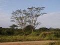 Baum voller Maribus