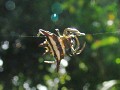 Spinnenungeheuer im Ngezi Forest.