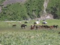Weg Osh - Bishkek, nomaden.