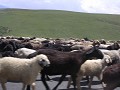 Weg Osh - Bishkek, schapen!