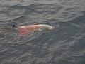 Het slachtoffer, een bottlenose walvis