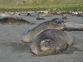 zeeolifanten-niet-onmiddellijk-moeders-mooiste-1801471033