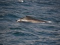 andere-walvissen-dan-de-orka-1801504987