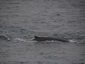 andere-walvissen-dan-de-orka-1801510810