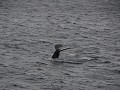 andere-walvissen-dan-de-orka-1801512033