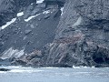 South Shetland Islands, Elephant Island, chinstrap